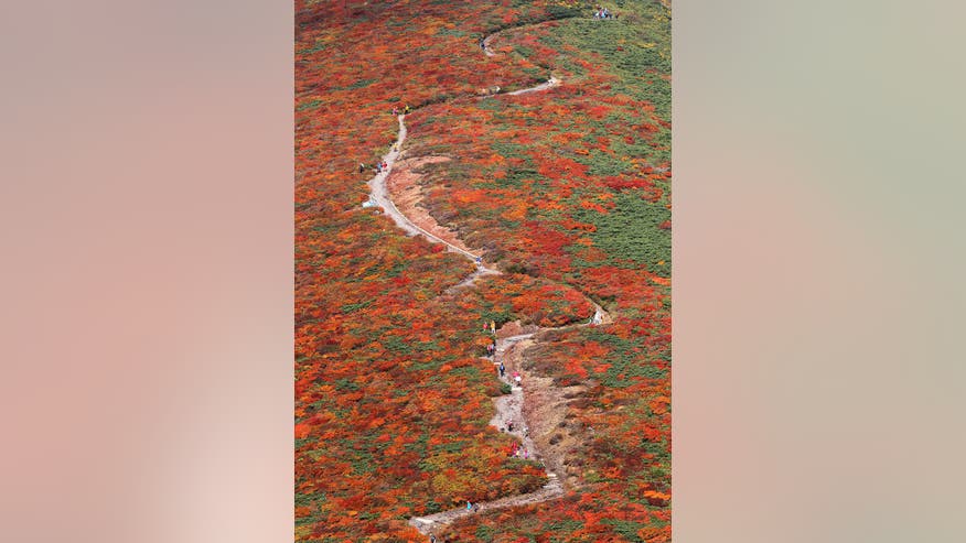 autumn leaves.jpg